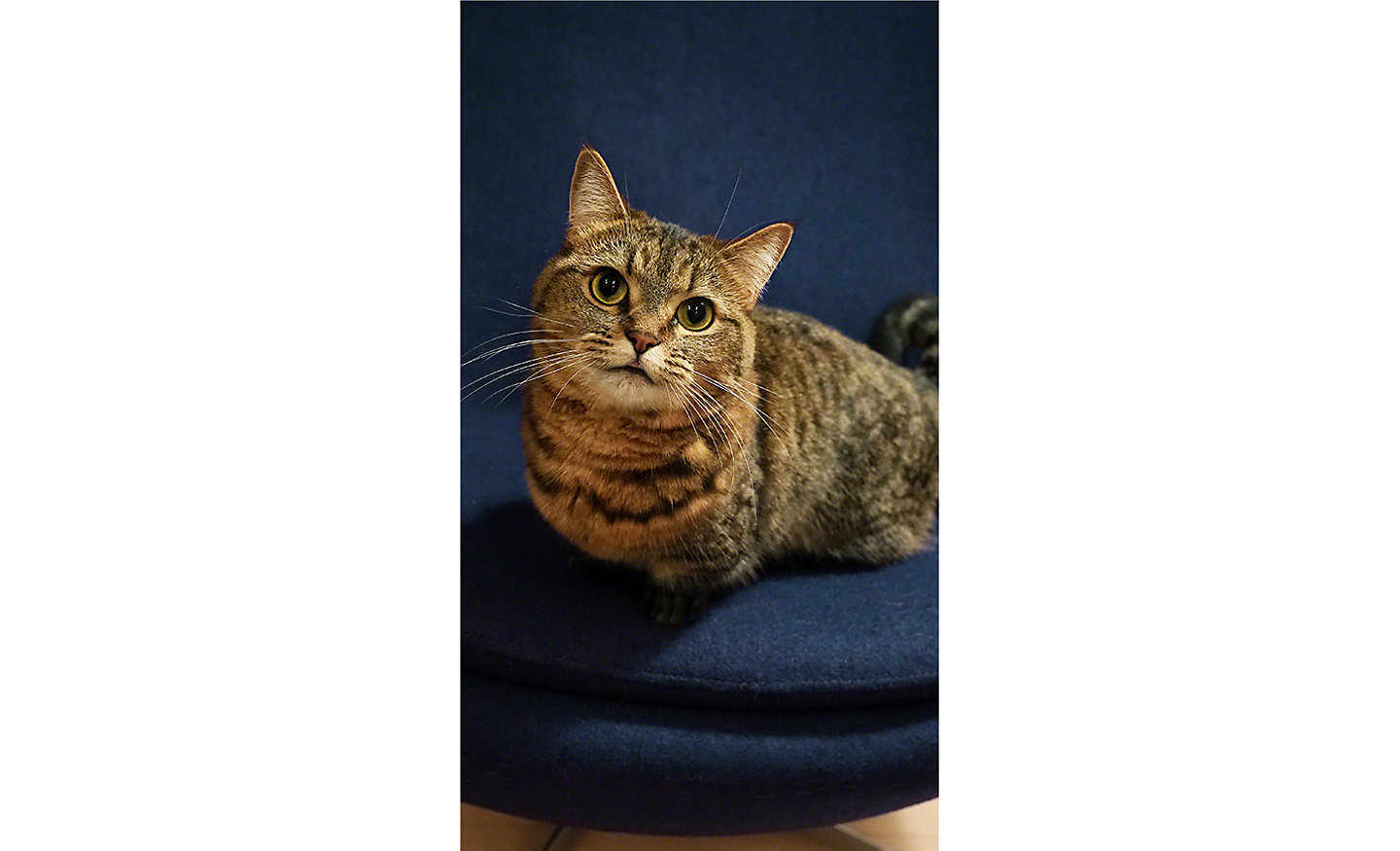 Portrét mačky, ktorá sa pozerá priamo do fotoaparátu