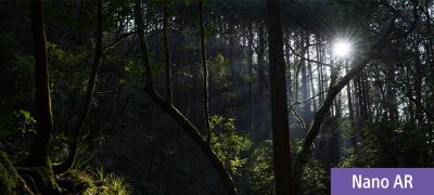 Example images of sunlight shining on a forest