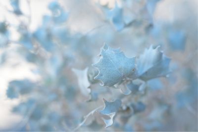 Close-up of white holly leaves with significant background bokeh