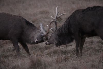 Two deer fighting