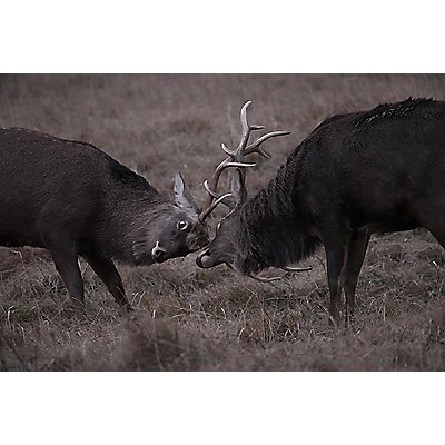 Two deer fighting