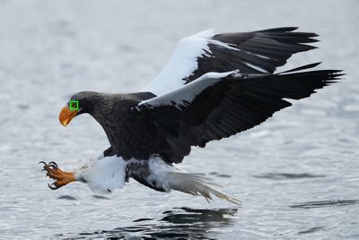 A bird flying with an AF frame on its face