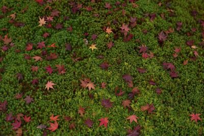 Leaves on moss