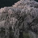 תמונה של עצי הדובדבן בשיאם