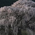 Image of cherry blossoms at their peak
