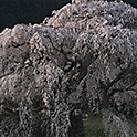 תמונה של עצי הדובדבן בשיאם