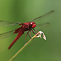 Image of a dragonfly on a tree branch