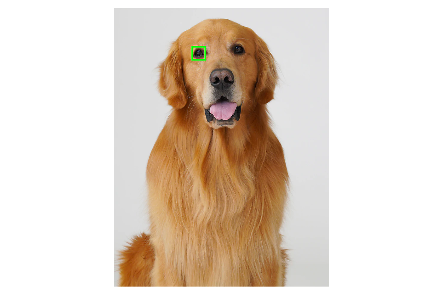 A golden retriever sits against a grey background with a green square framing one eye.