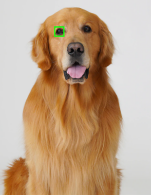 A golden retriever sits against a grey background with a green square framing one eye.