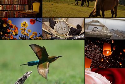 Colourful collage of eight images, including a racecar, horse, watch and flowers