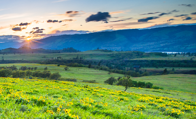 Landscape with fields of yellow flowers and distant hills, symbolising Sony's environmental focus.