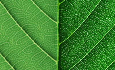 Gros plan d’une feuille pour comparer le niveau de clarté. Le côté gauche est flou et imprécis; le côté droit est net avec des textures définies.