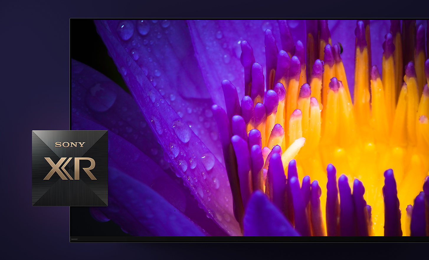Detalus televizoriaus ekrano vaizdas, kuriame matomi geltoni ir violetiniai gėlės žiedlapiai su „Sony XR“ logotipu pirmame plane
