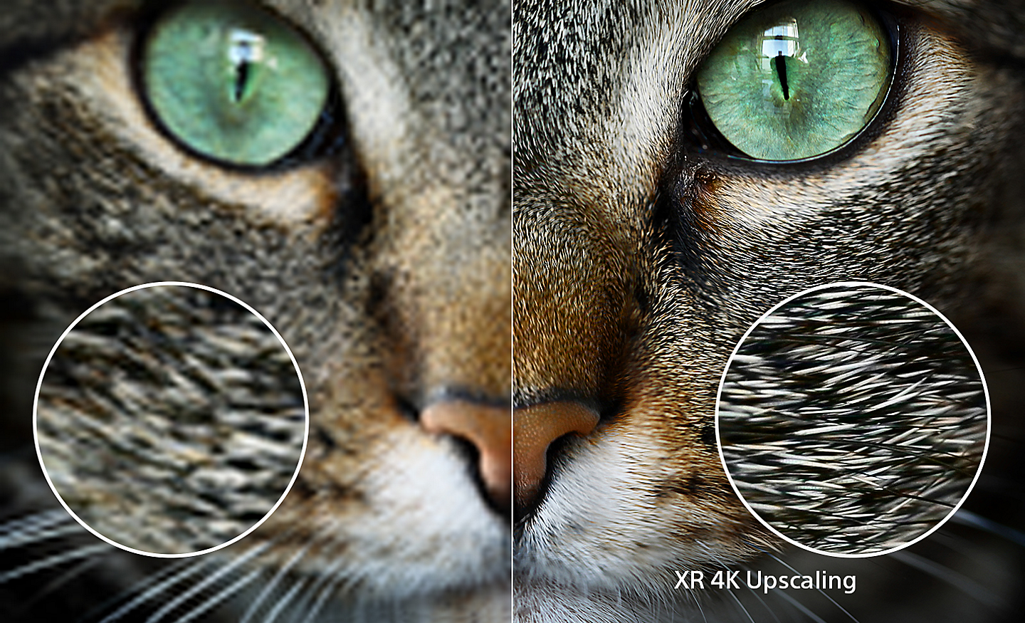 Split screen of cat's head with right side showing the extra detail after XR 4K Upscaling