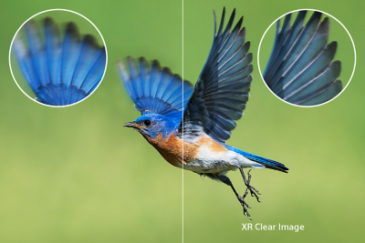 Écran partagé d'un oiseau en plein vol, le côté droit montrant comment XR Clear Image réduit le flou des ailes en mouvement rapide