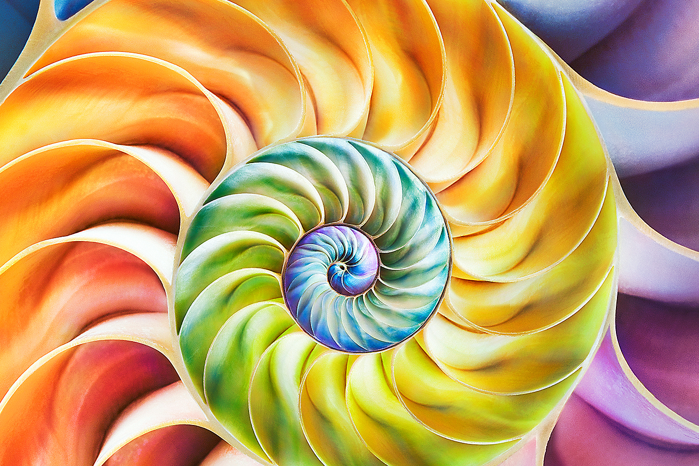 Imagen que muestra patrones de conchas multicolores