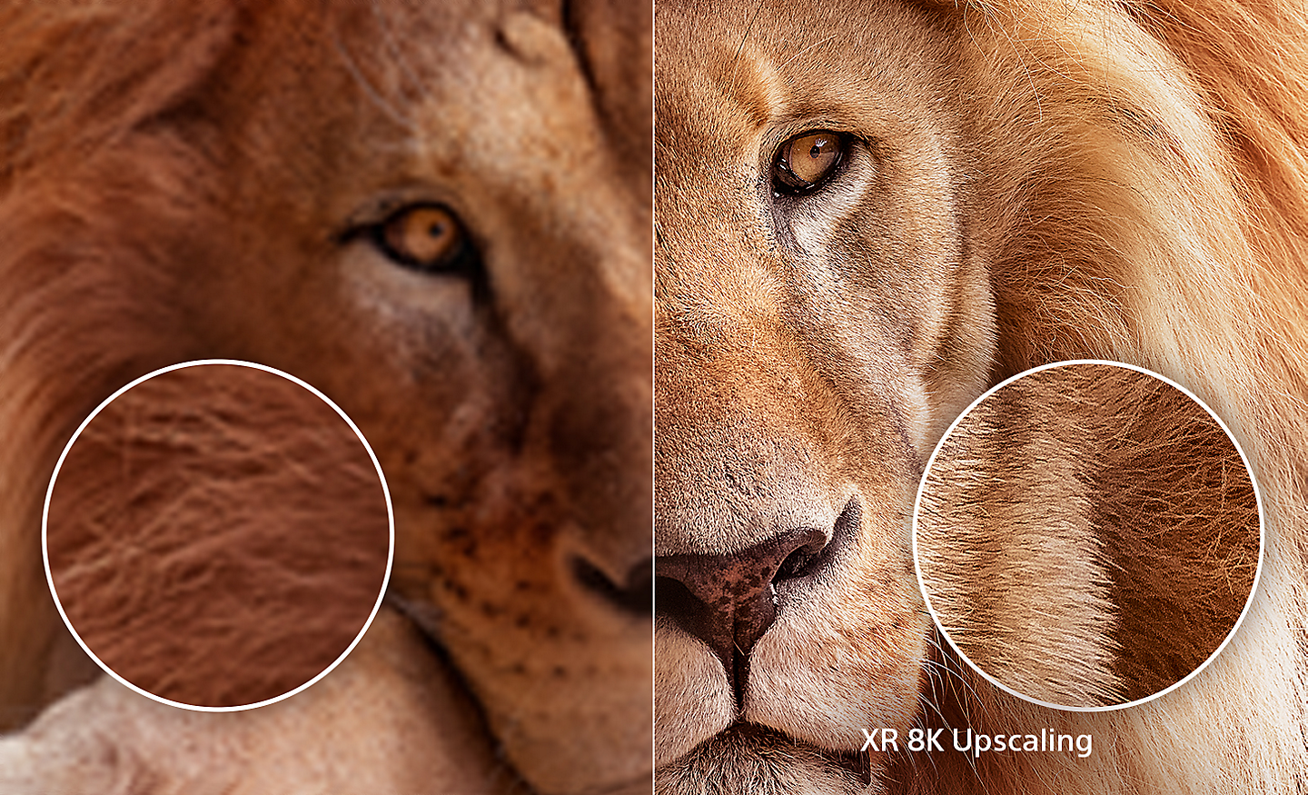 Split screen of lion's head with right side showing the extra detail after XR 8K Upscaling