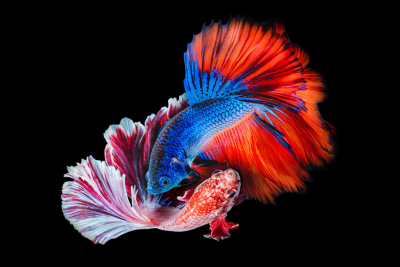 Dve šarene ribe kruže jedna oko druge na crnoj pozadini