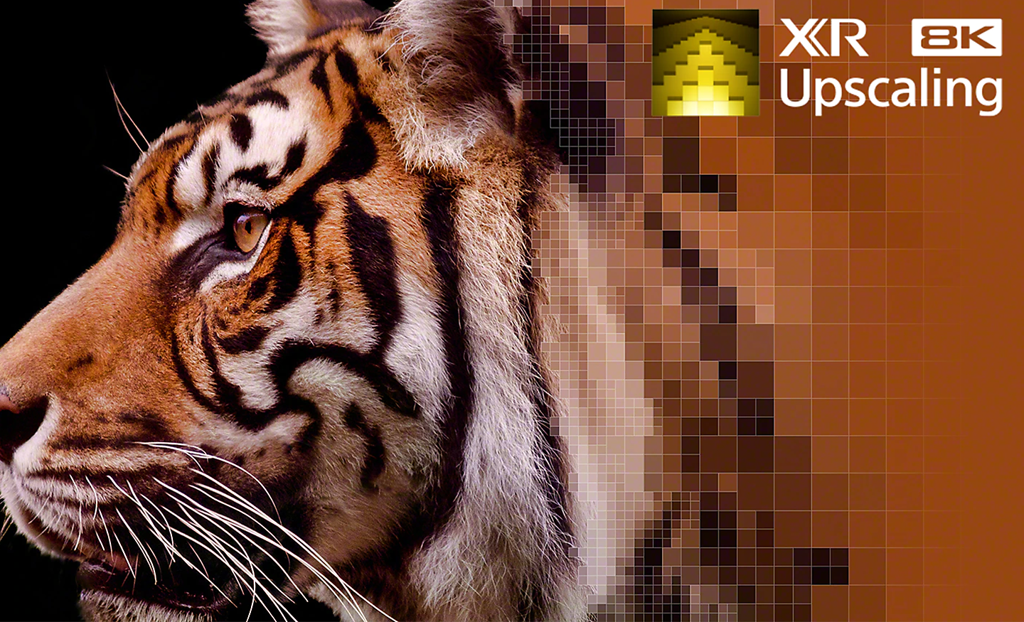 Bližnji posnetek vzorca na kožuhu tigra, ki prikazuje učinek povečanja ločljivosti XR 8K