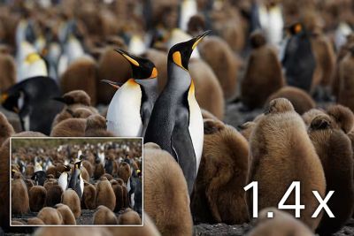 King penguins standing among a large colony, shot with a 1.4× teleconverter, shown with an inset for comparison.