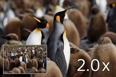 King penguins standing among a large colony, shot with a 2.0× teleconverter, shown with an inset for comparison.