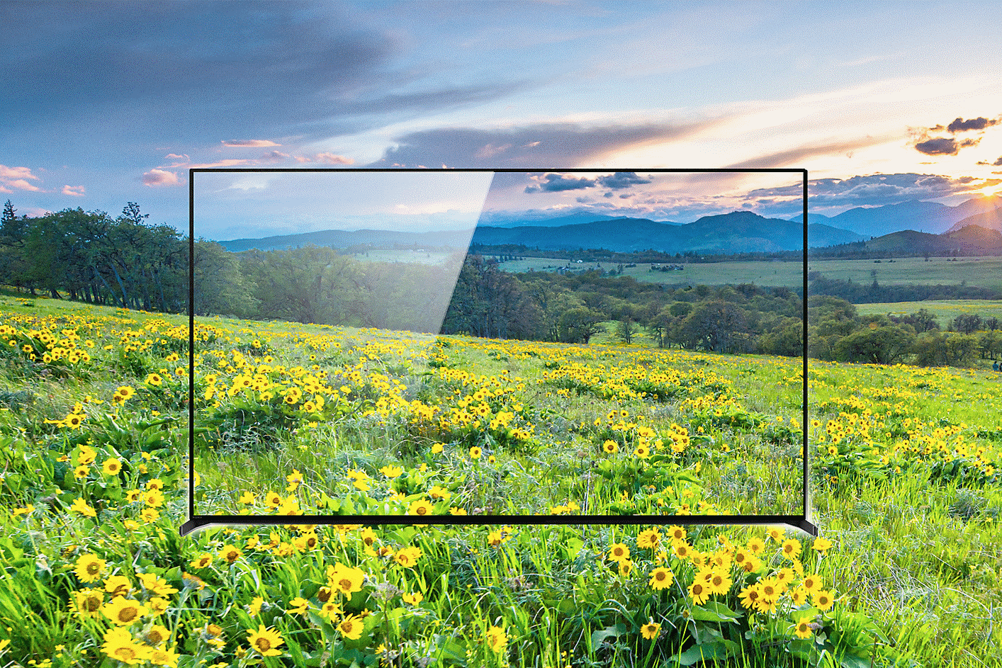 Meadow full of greenery and flowers and TV