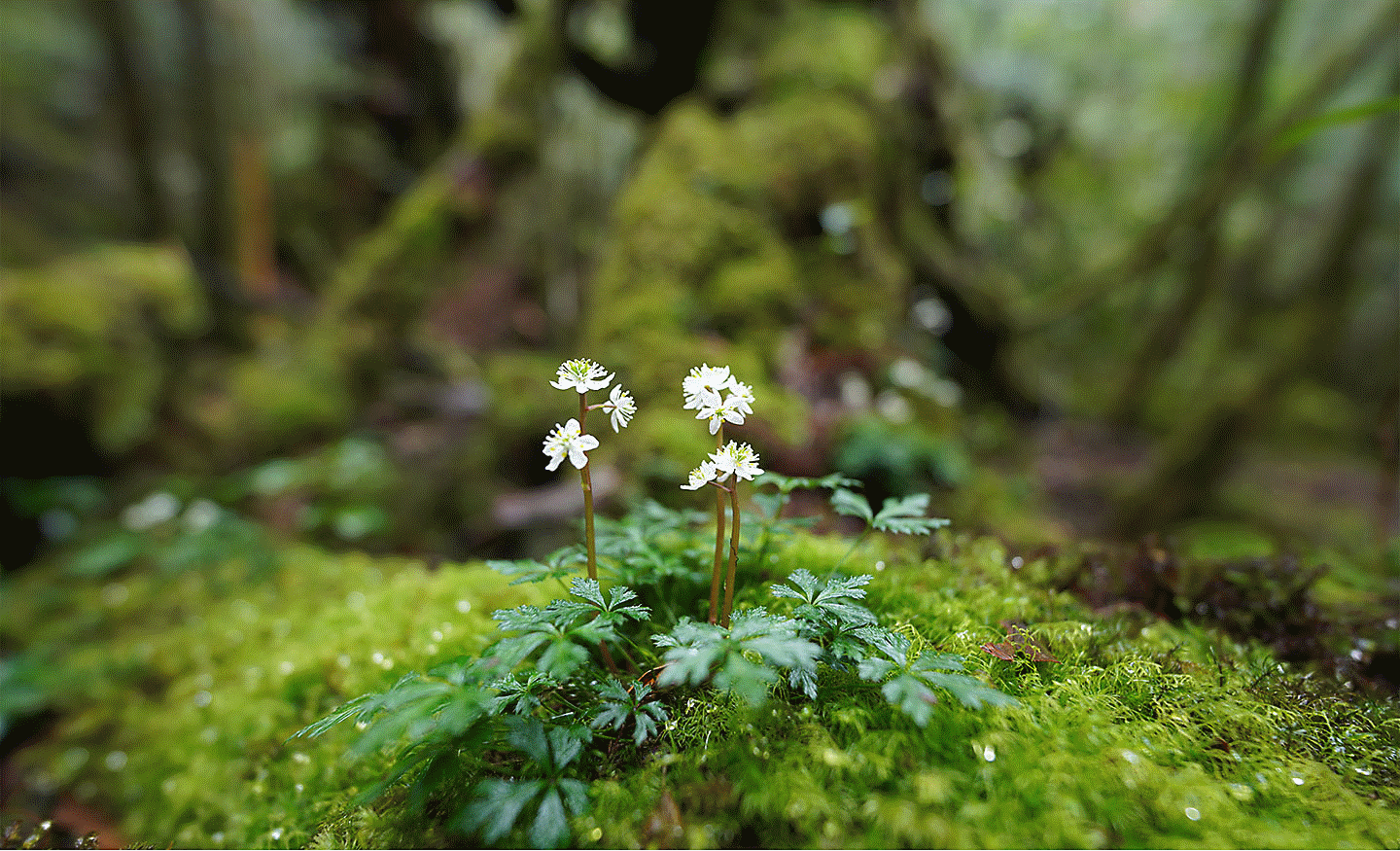 Gambar bunga kecil di atas bebatuan di hutan, dalam fokus, dengan kekaburan besar di bagian depan dan belakang
