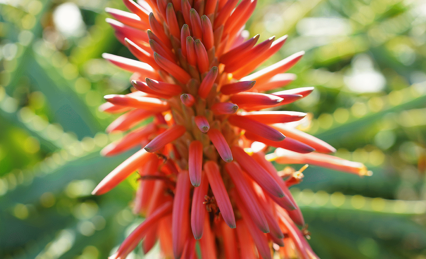 Billede af farverig plante