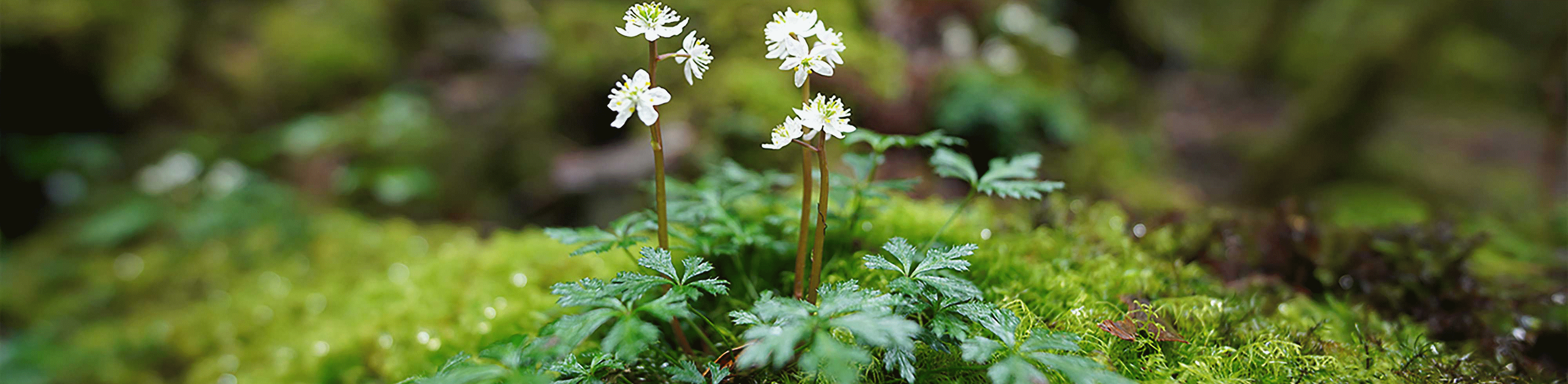 Snímek zaostřený na malou květinu na skále v lese, s výrazným rozmazáním před květinou i za ní.