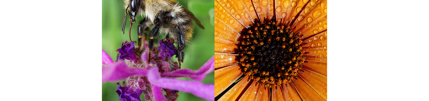 Zoom vào thật gần với Macro tele