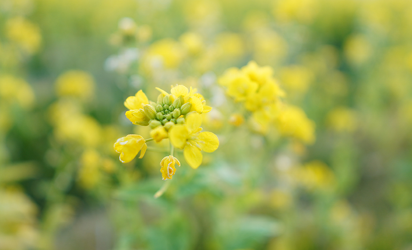 Snímek žlutých květin