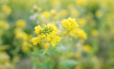 Image of yellow flowers