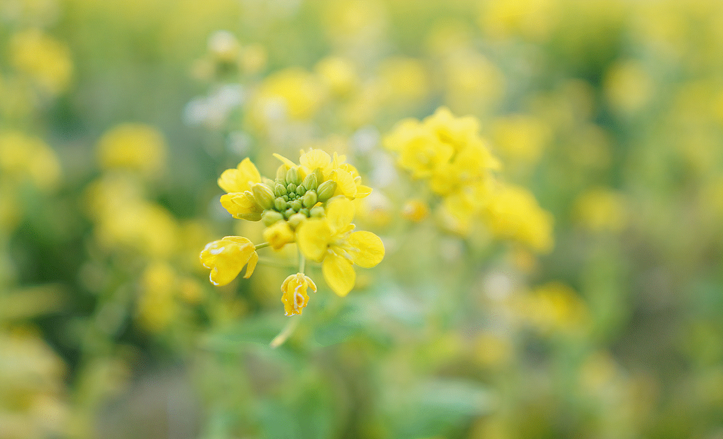 Slika žutog cveća