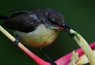 Imagen del título de la sección: Un pájaro pequeño