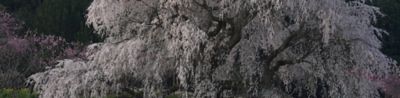 Image of cherry blossoms at their peak