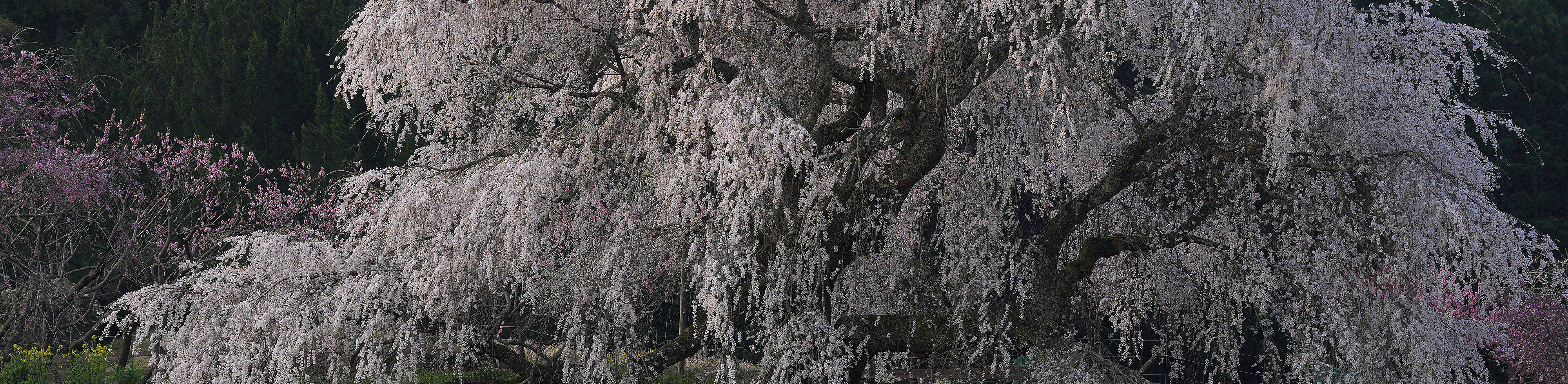Slika češnjevih cvetov na vrhuncu cvetenja