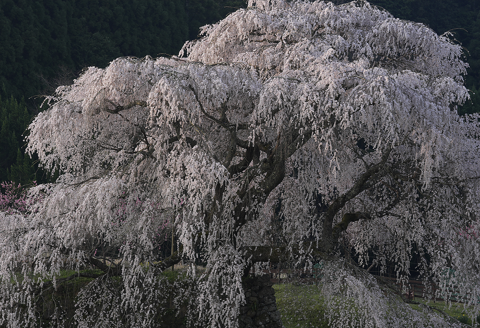 Imagem de flores de cerejeira no seu auge