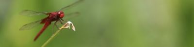 Image of a dragonfly on a tree branch