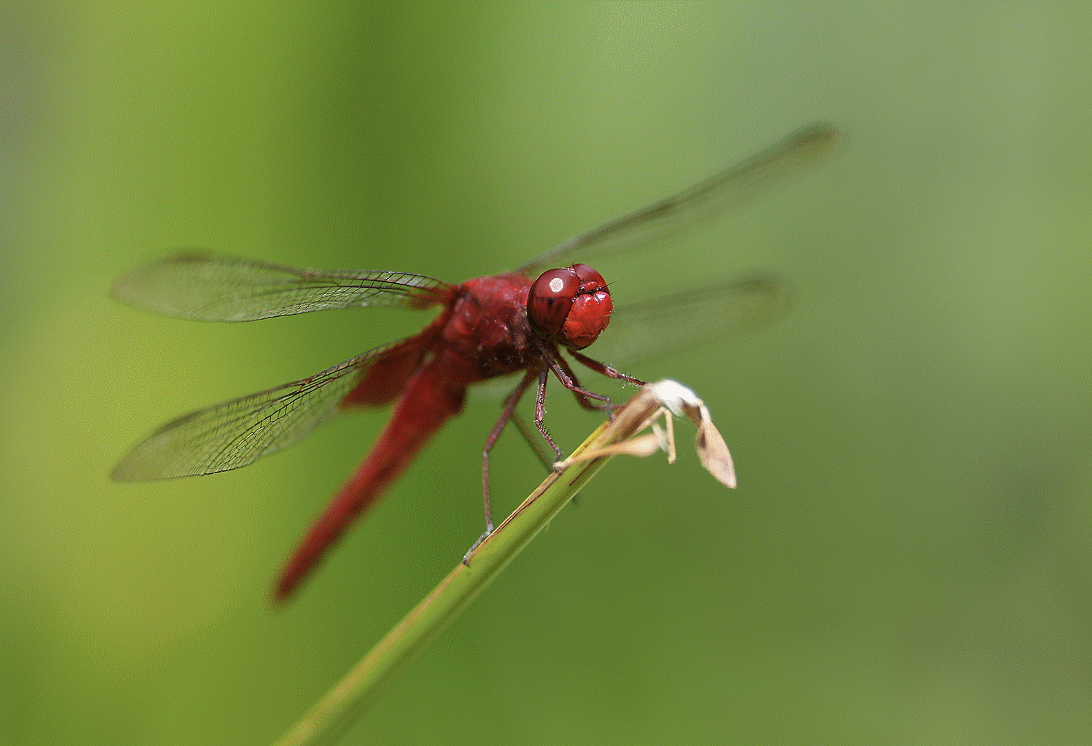Imagen de una libélula en una rama