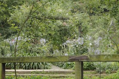 Trees with fence