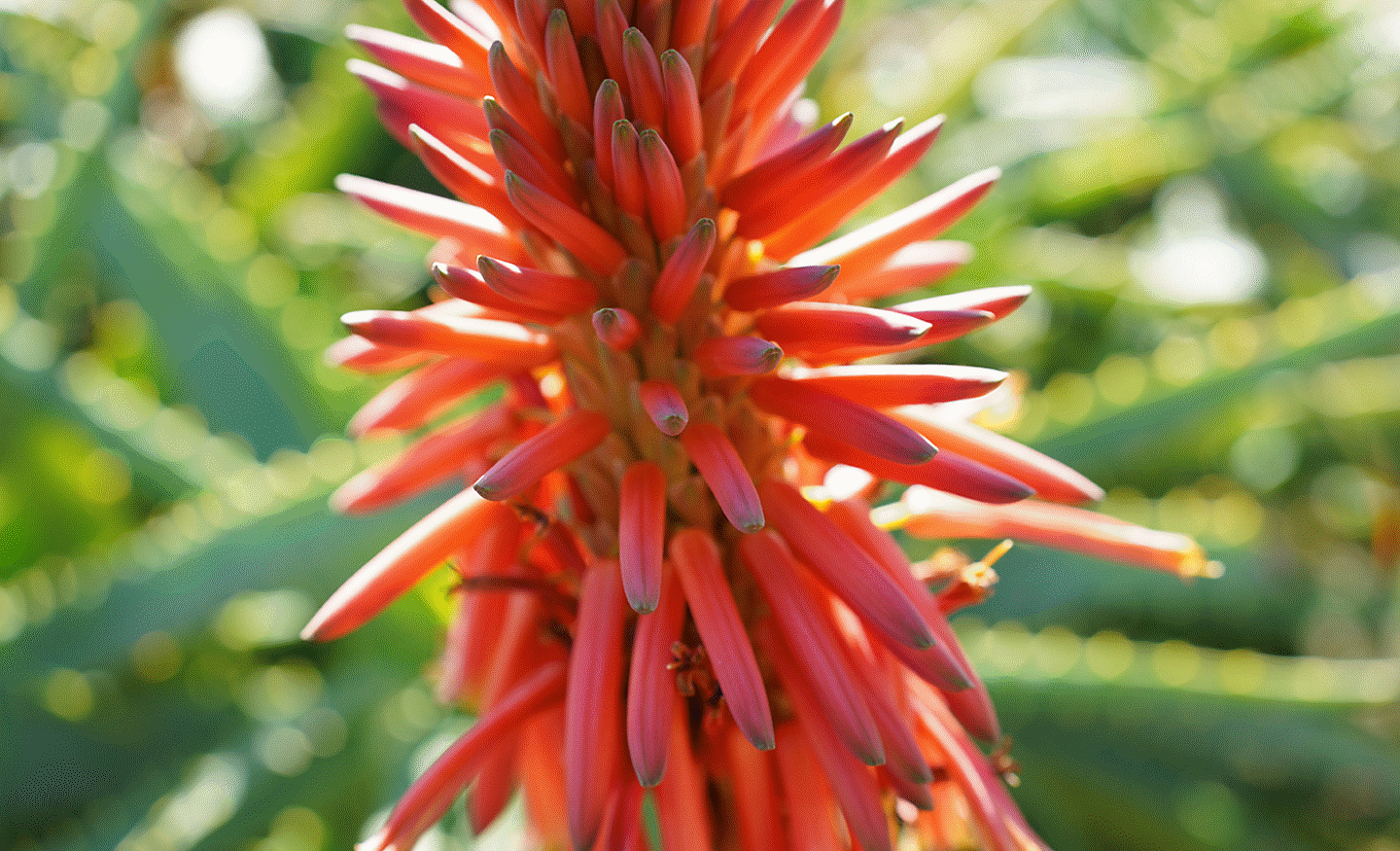 Image d'une plante colorée