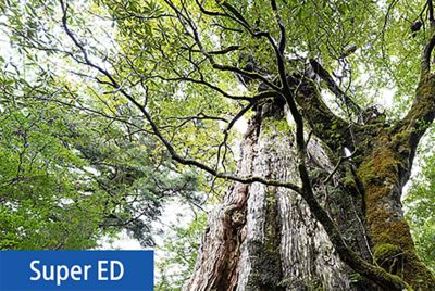 Image of an entire giant cedar tree, looking up from below, showing the tree trunk, leaves and the forest in the background with resolution