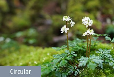 Image of a small flower on a rock in the forest, in focus, with a large blur in front and behind