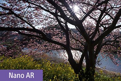 Image of a cherry blossom tree with the sun behind the cherry blossoms in the angle of view, illustrating the absence of flare and ghosting