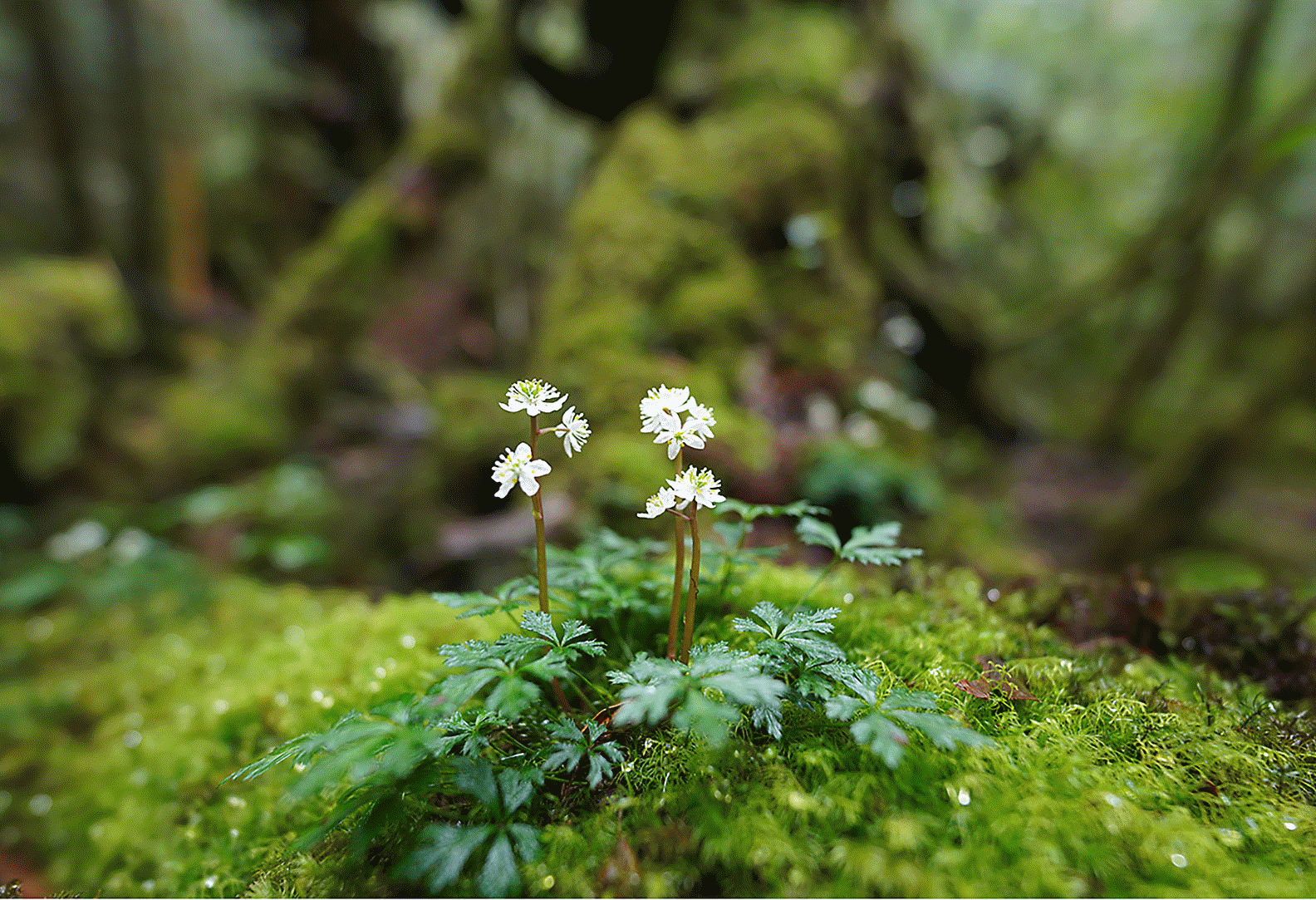 Slika izostrene rože na skali v gozdu z zamegljenim ospredjem in ozadjem