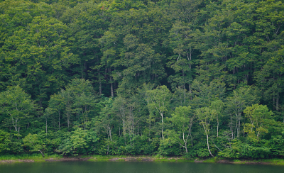 Forest Landscape