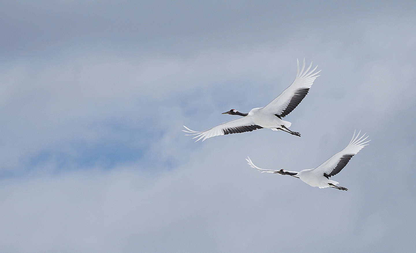 Two white cranes flying side by side against a cloudy sky.