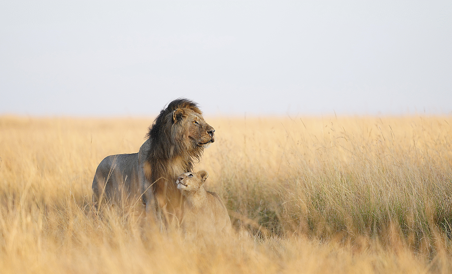 Lions resting in tall golden grass on an open plain.