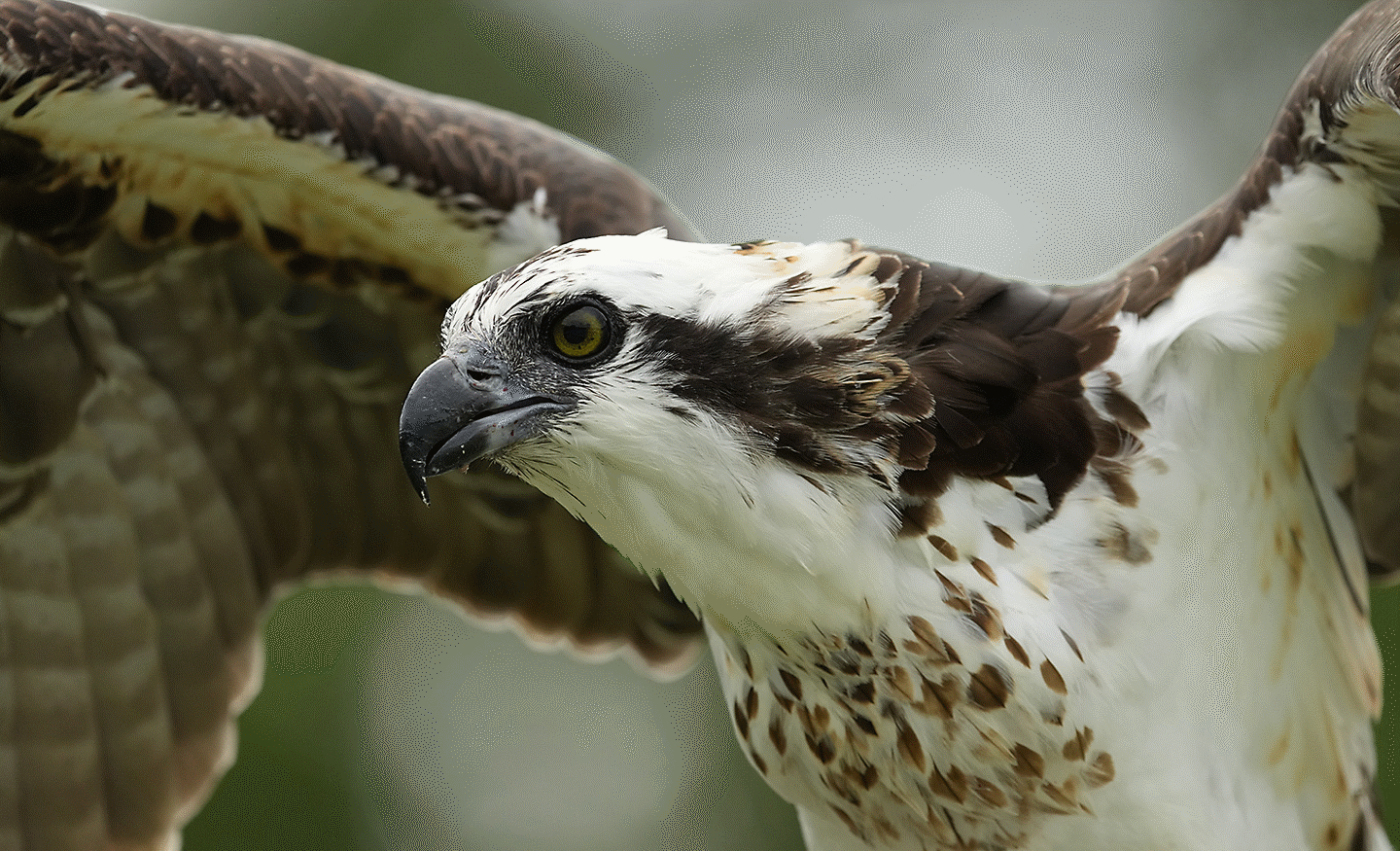 Close-up of a bird of prey in flight with wings extended and a blurred background.