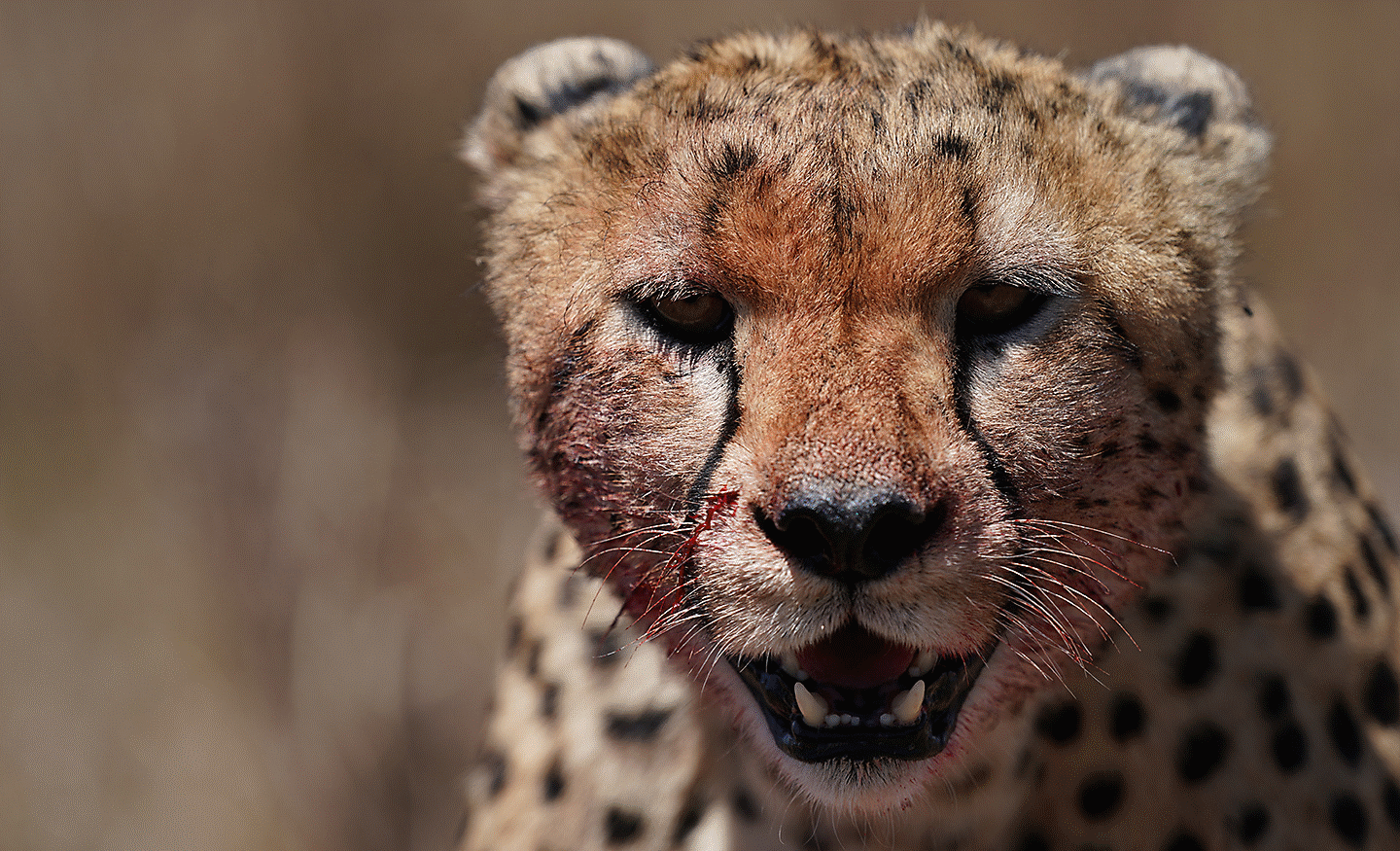 Close-up of a cheetah, looking toward the camera against a blurred background.